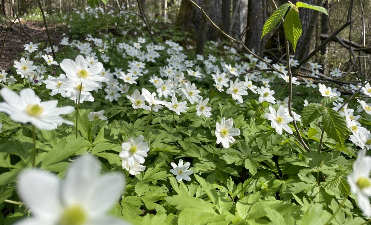 Pavasara meža ainava ar baltām vizbulītēm, kas bagātīgi klāj zemsedzi zem kokiem. Priekšplānā redzamas vairākas ziedošas vizbulītes ar koši zaļām lapām, bet fonā — koku stumbri un maigi izgaismots mežs. Attēls rada svaiguma, dabiskuma un pavasara atmodas sajūtu.
