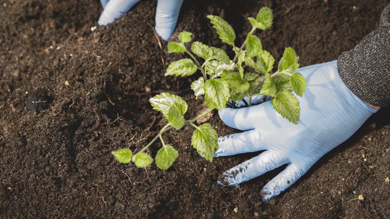 Divas rokās zilajos cimdos stāda nelielu zaļu augu tumšā zemē.