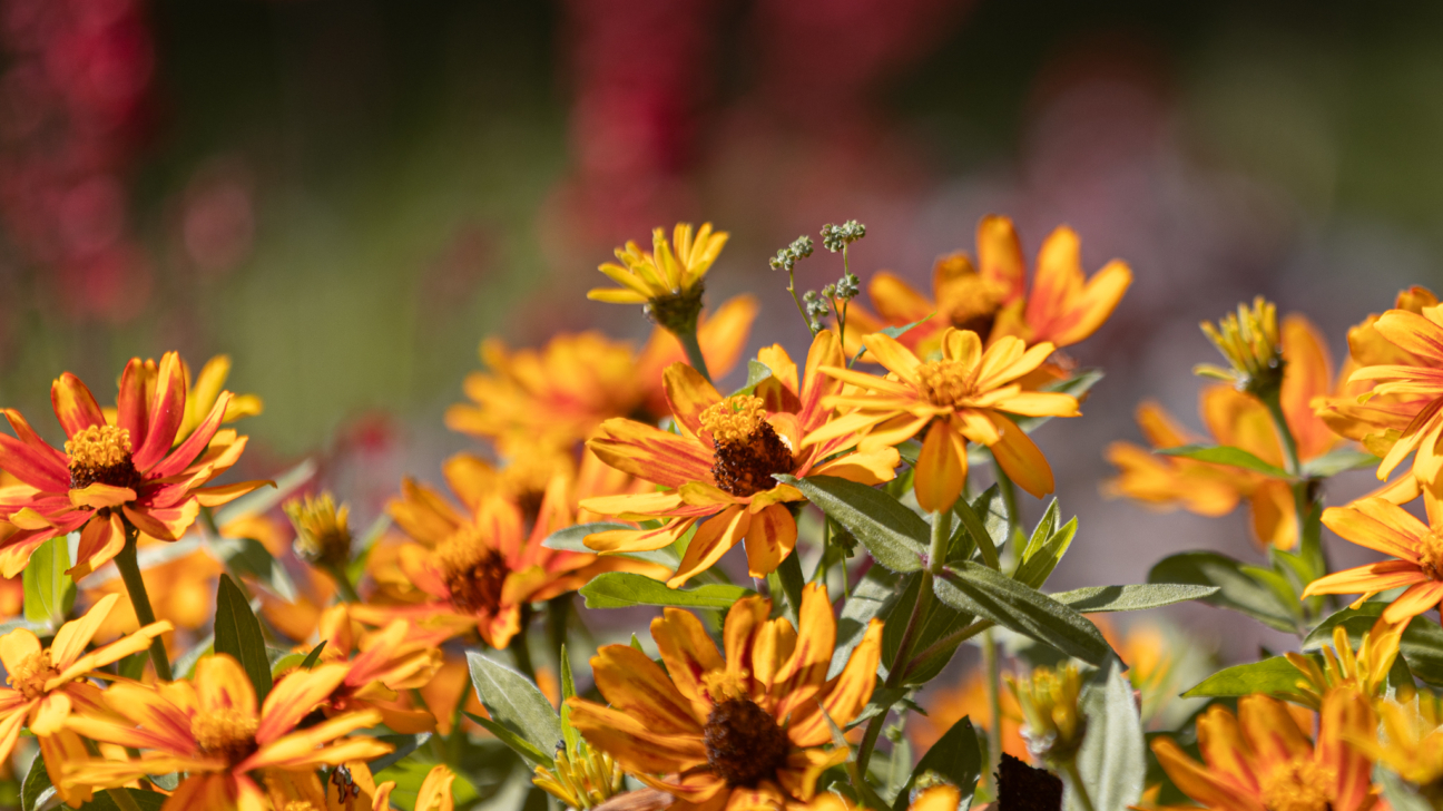 Spilgti oranži un dzelteni ziedi ar zaļām lapām ciešā tuvplānā, ar izplūdušu sarkanu un zaļu fonu.