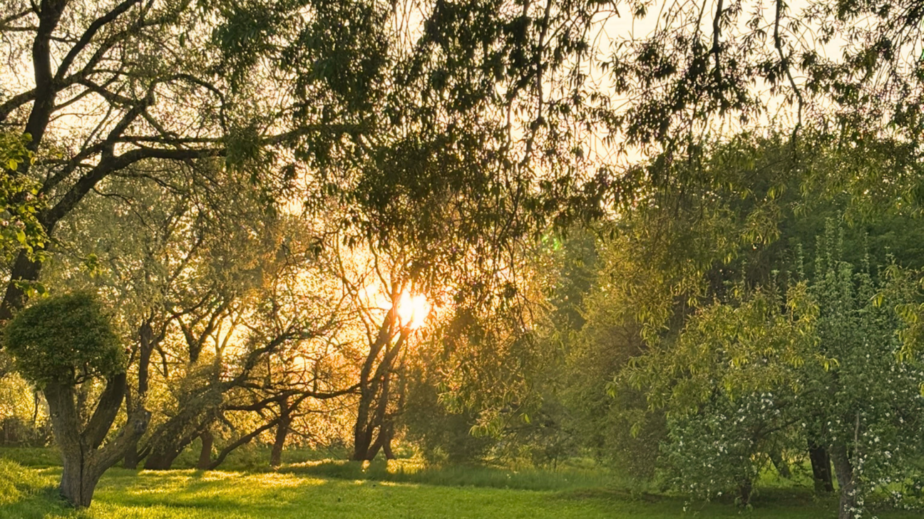 Spoža saule spīd caur kokiem un zariem parkā, izgaismojot zaļu zāli zeltainā rīta vai vakara gaismā.